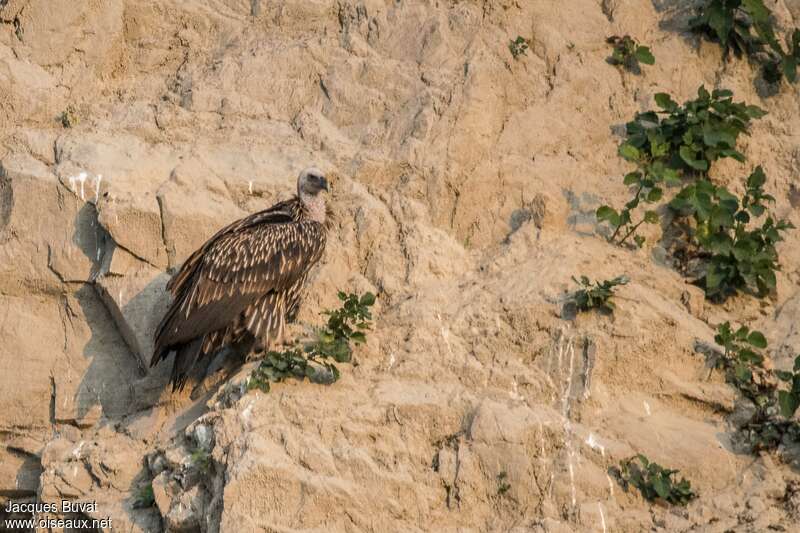 Himalayan Vulturejuvenile, identification