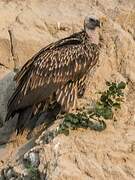 Himalayan Vulture