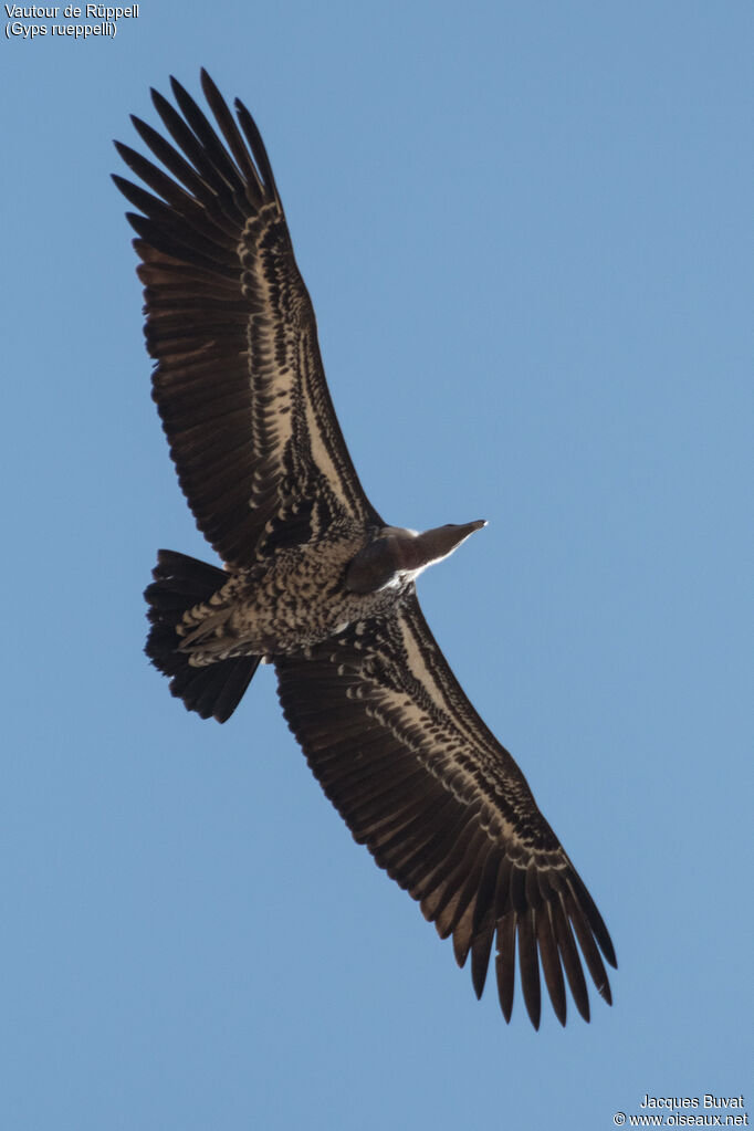 Vautour de Rüppelladulte