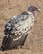 Rüppell's Vulture