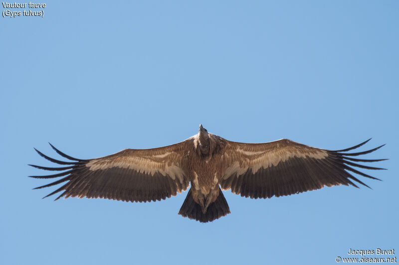 Griffon Vultureimmature, identification, aspect, pigmentation, Flight