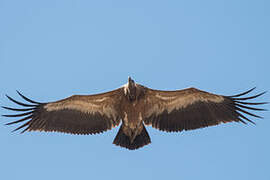 Griffon Vulture