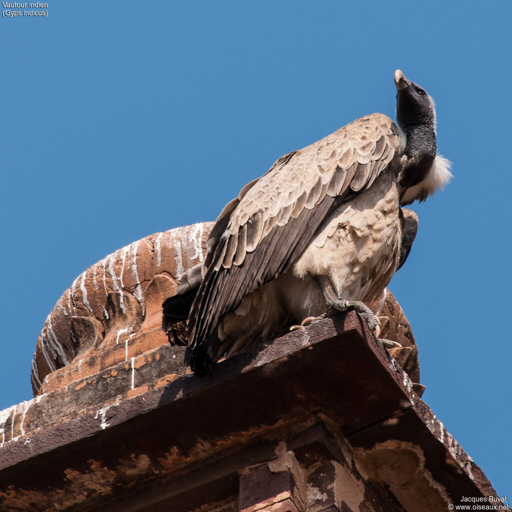 Vautour indienadulte, identification, composition, pigmentation