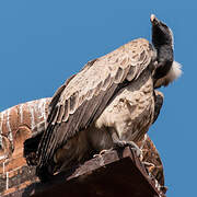 Indian Vulture