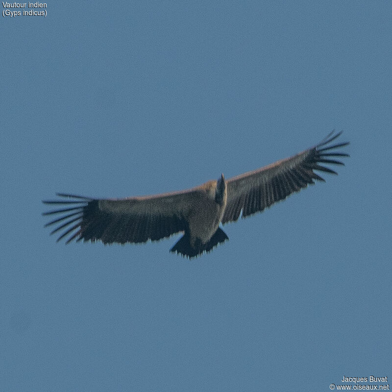 Indian Vultureadult, aspect, pigmentation, Flight