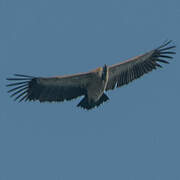 Indian Vulture