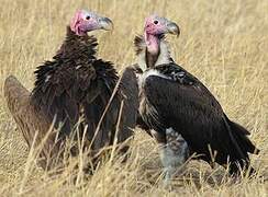 Lappet-faced Vulture