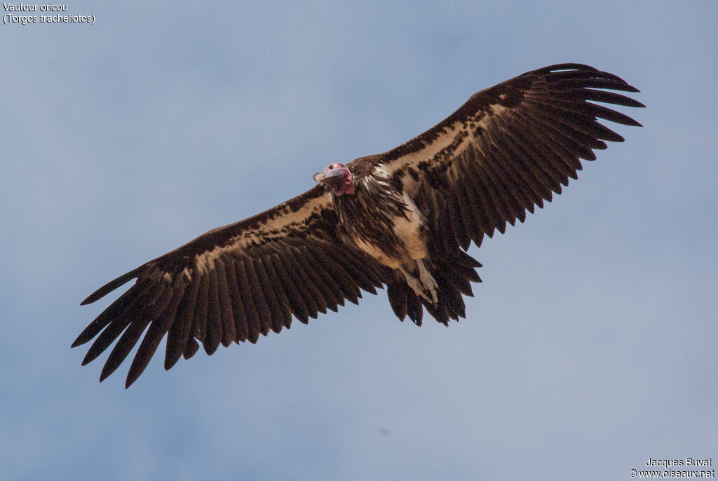 Lappet-faced Vultureadult, aspect, pigmentation, Flight