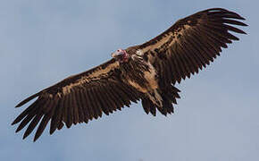 Lappet-faced Vulture