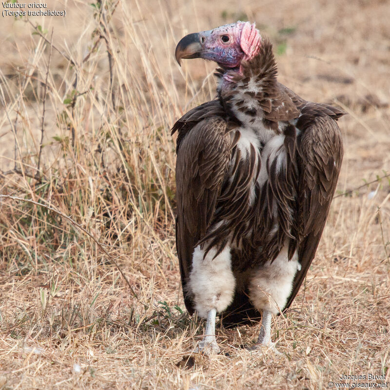Lappet-faced Vulture male adult breeding, close-up portrait, aspect, pigmentation