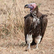 Lappet-faced Vulture