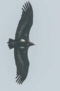 Red-headed Vulture