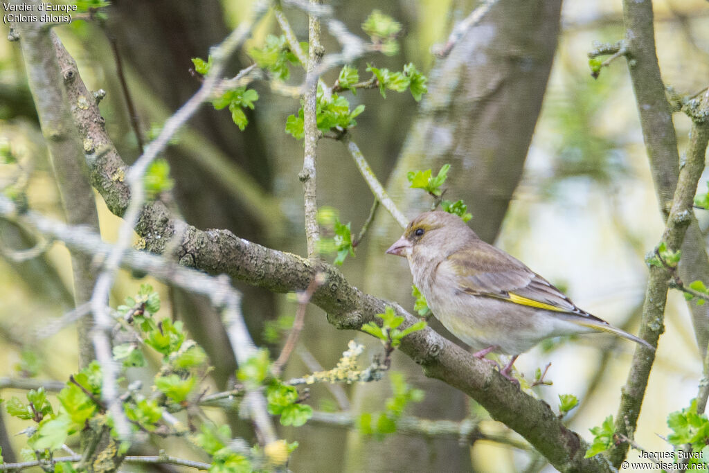 European Greenfinch female adult, identification, aspect, pigmentation