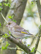 European Greenfinch