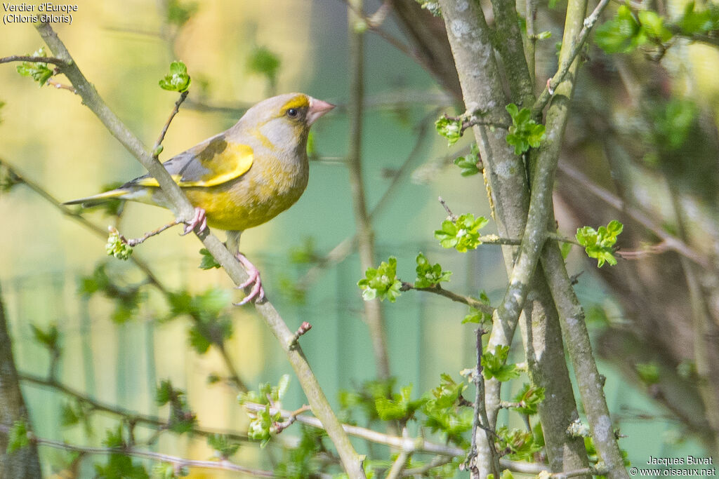 European Greenfinch male adult, identification, aspect, pigmentation