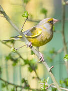 European Greenfinch