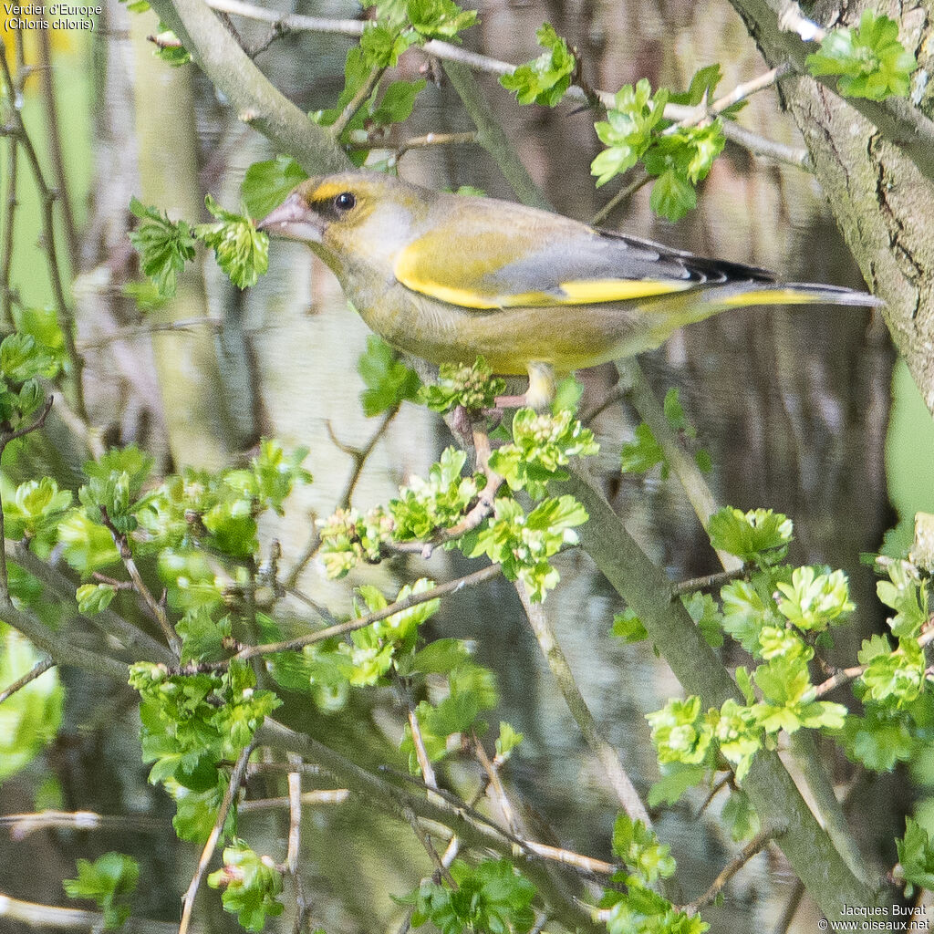 European Greenfinch male adult breeding, aspect, pigmentation, Behaviour