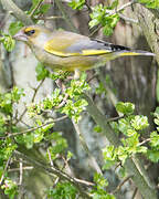 European Greenfinch