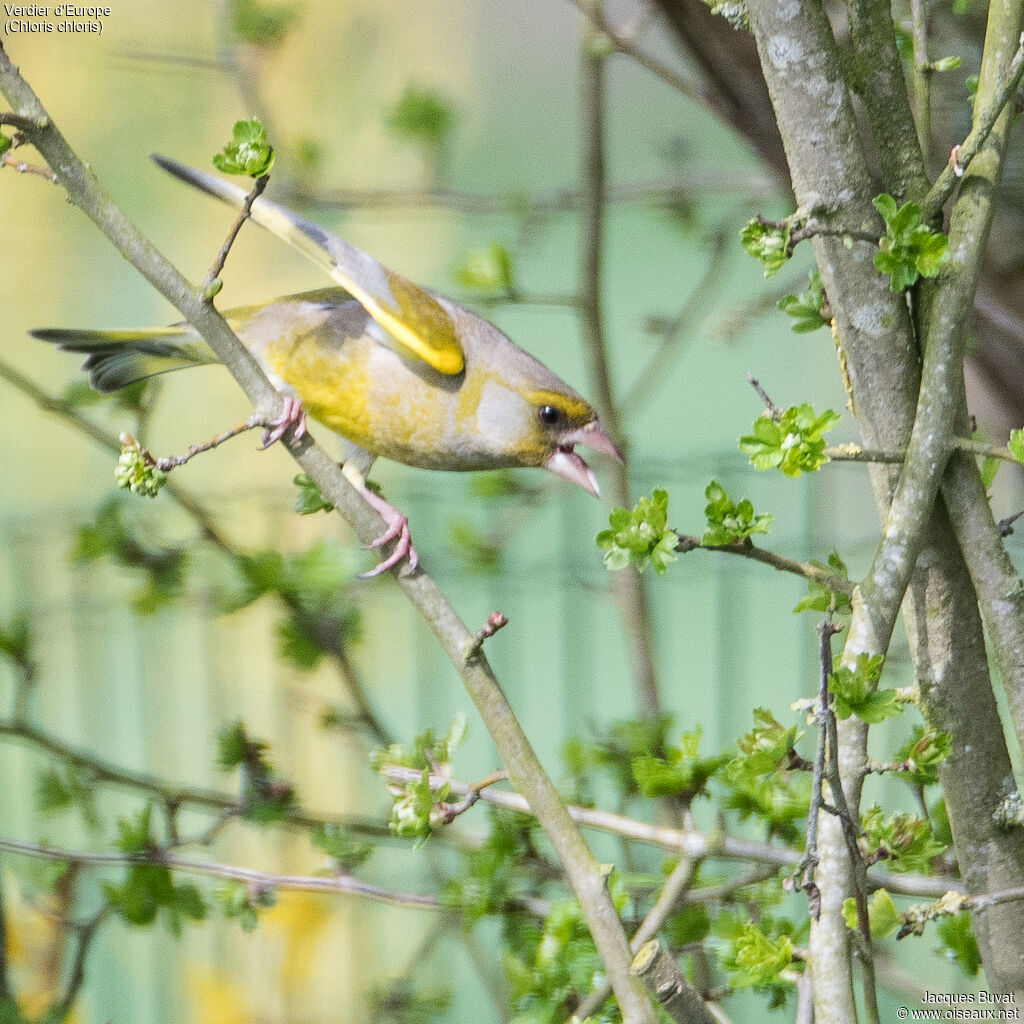 European Greenfinch male adult breeding, aspect, pigmentation, Behaviour