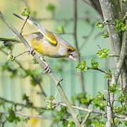 European Greenfinch