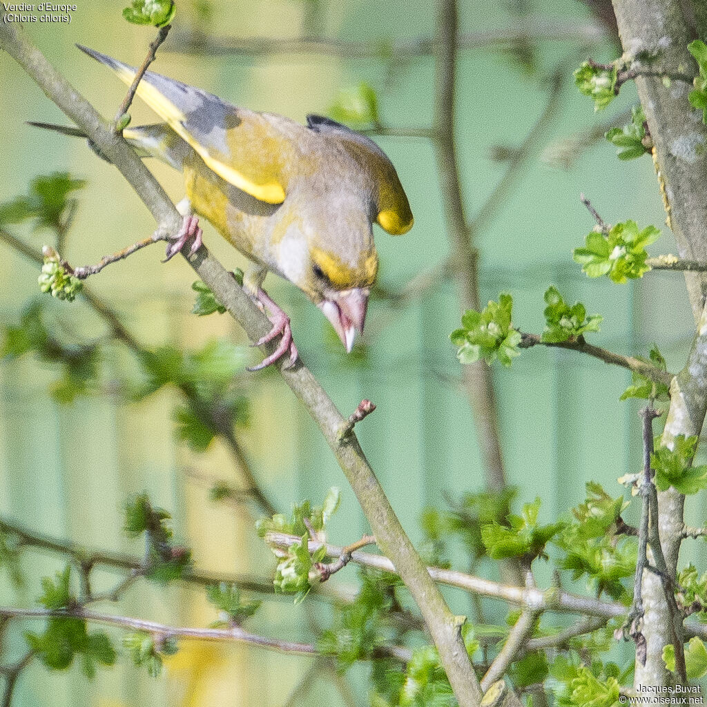 European Greenfinch male adult breeding, close-up portrait, aspect, pigmentation, Behaviour