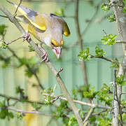 European Greenfinch