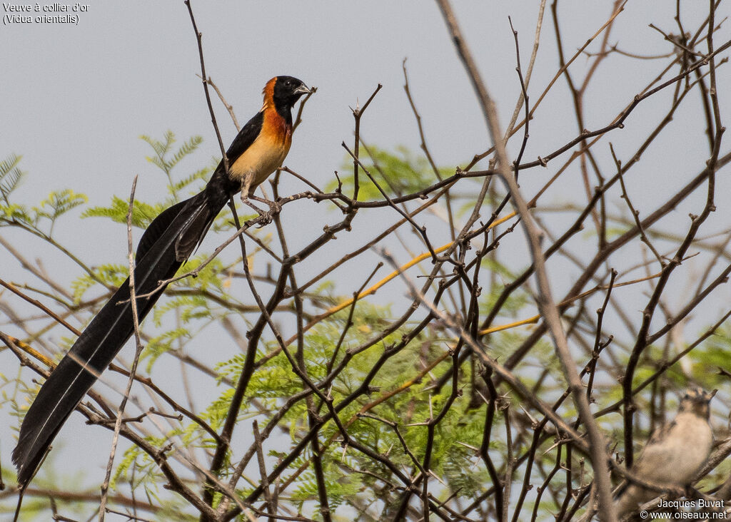 Sahel Paradise Whydah male adult breeding