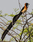 Sahel Paradise Whydah