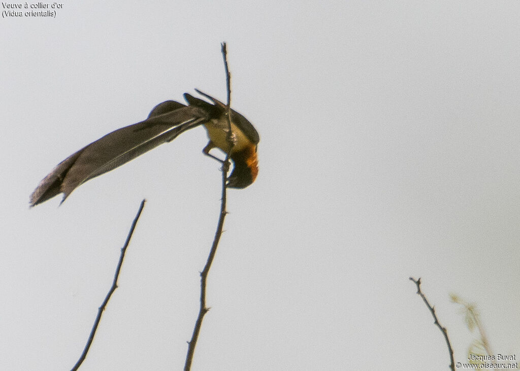 Sahel Paradise Whydah male adult breeding