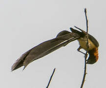 Sahel Paradise Whydah