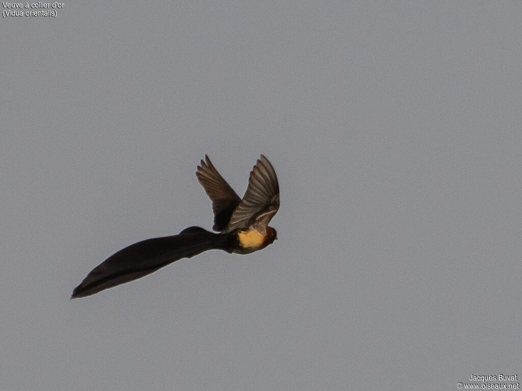 Sahel Paradise Whydah male adult breeding