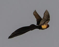 Sahel Paradise Whydah