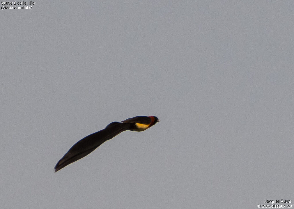 Sahel Paradise Whydah male adult breeding