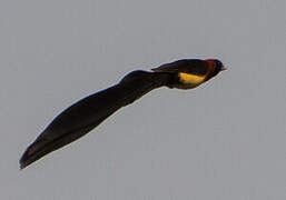 Sahel Paradise Whydah