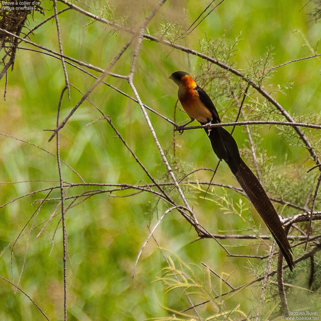 Sahel Paradise Whydah