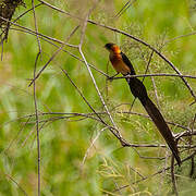 Sahel Paradise Whydah