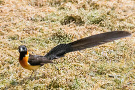 Sahel Paradise Whydah