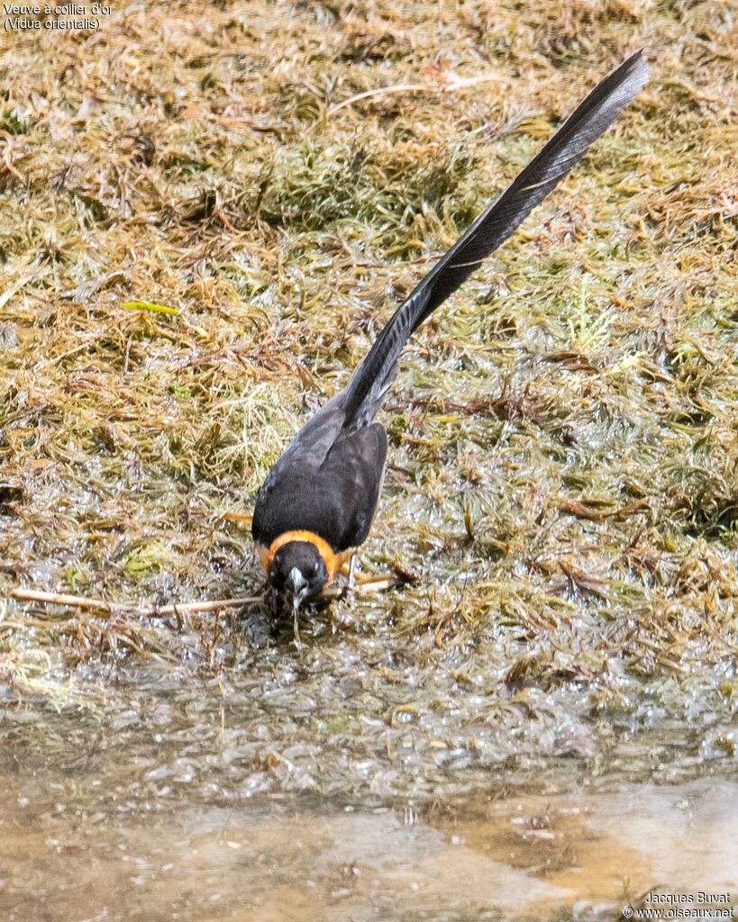 Sahel Paradise Whydahadult, aspect, pigmentation, drinks