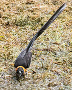 Sahel Paradise Whydah