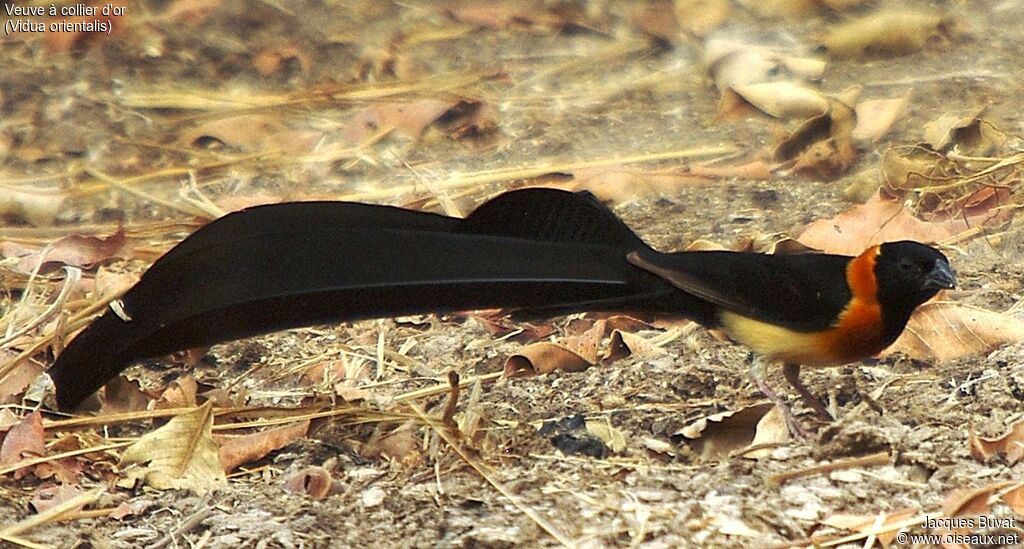 Sahel Paradise Whydah male adult breeding, close-up portrait, feeding habits