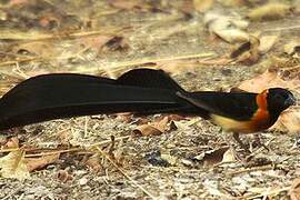 Sahel Paradise Whydah