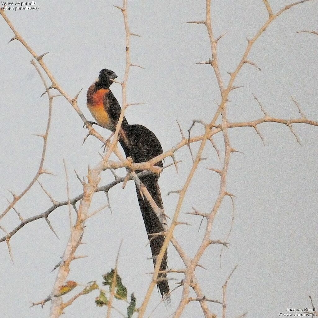 Long-tailed Paradise Whydah male adult breeding, identification