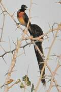 Long-tailed Paradise Whydah