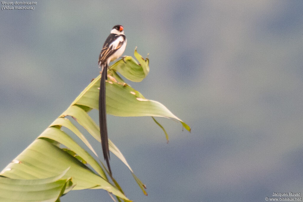 Pin-tailed Whydah male adult