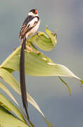 Pin-tailed Whydah