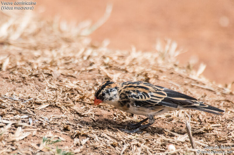 Pin-tailed Whydah male subadult transition