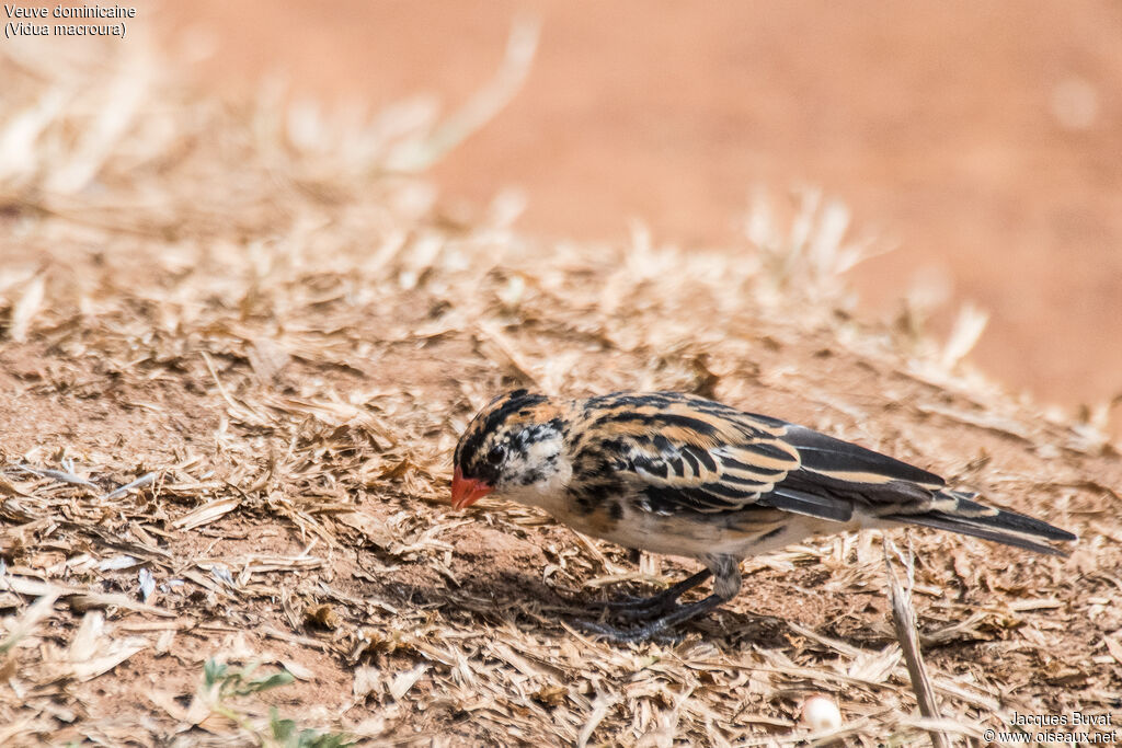 Pin-tailed Whydah male subadult transition