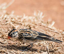 Pin-tailed Whydah