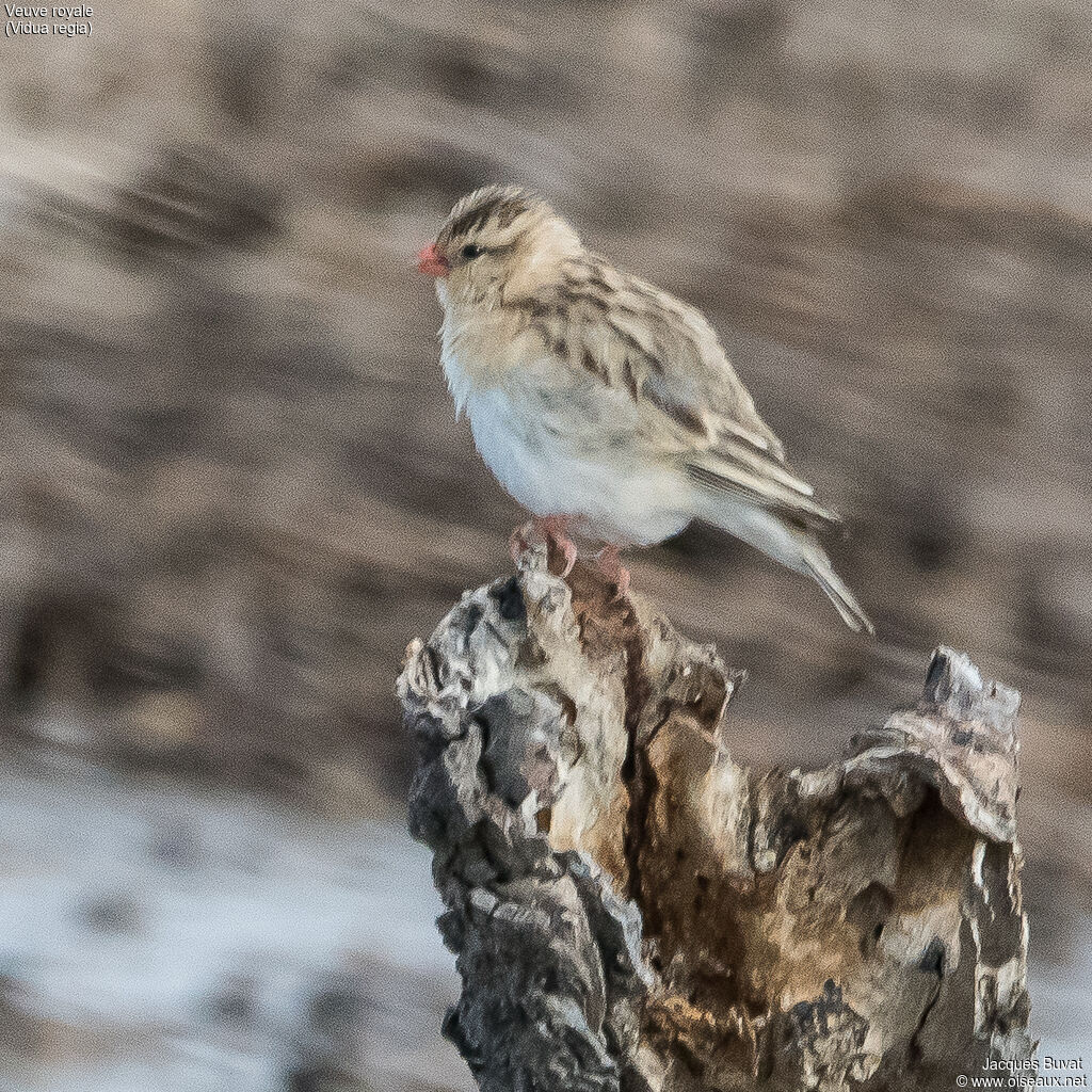 Shaft-tailed Whydah female adult post breeding, close-up portrait, aspect, pigmentation