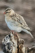 Shaft-tailed Whydah